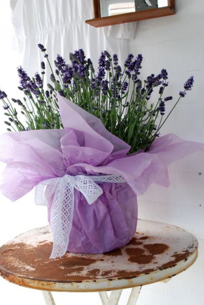 lavanda em um vaso