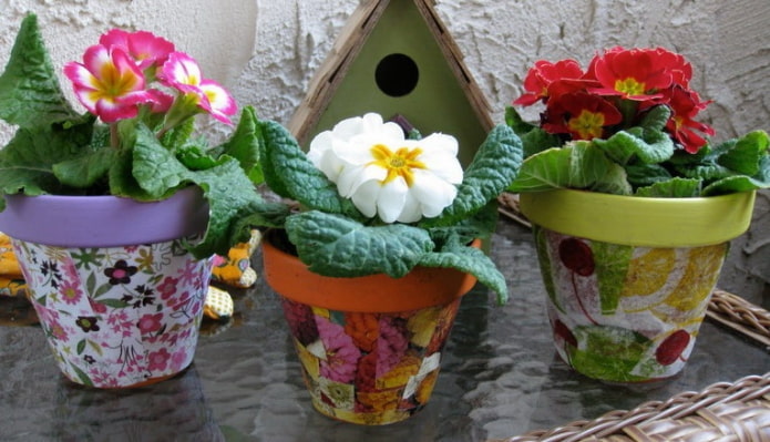 flores em vasos