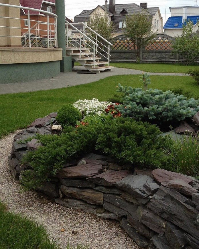plantas coníferas para um escorregador alpino