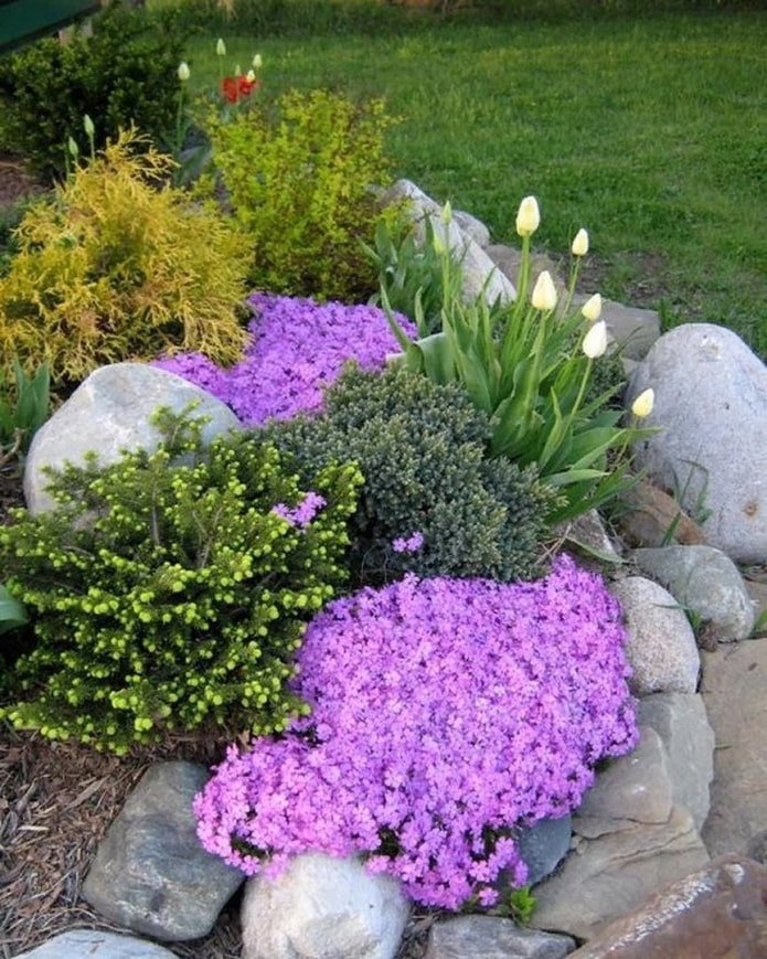 flores para um escorregador alpino