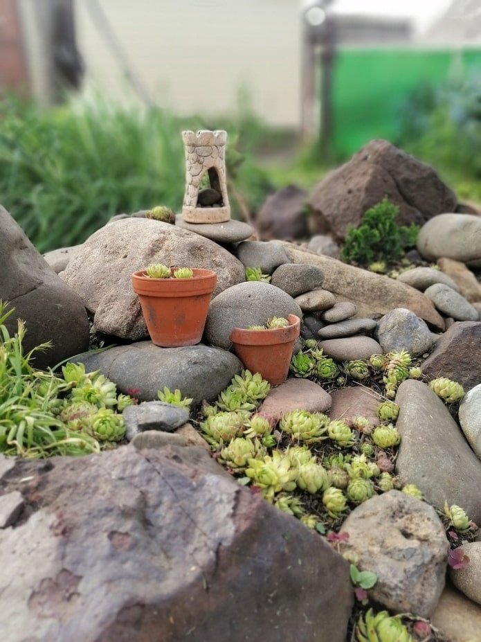 suculentas no jardim