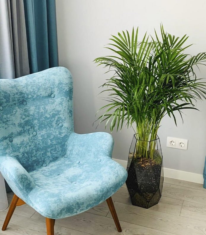 Dypsis em um vaso estiloso
