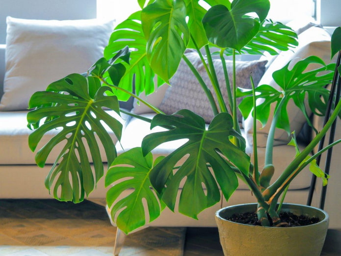 Monstera em vaso