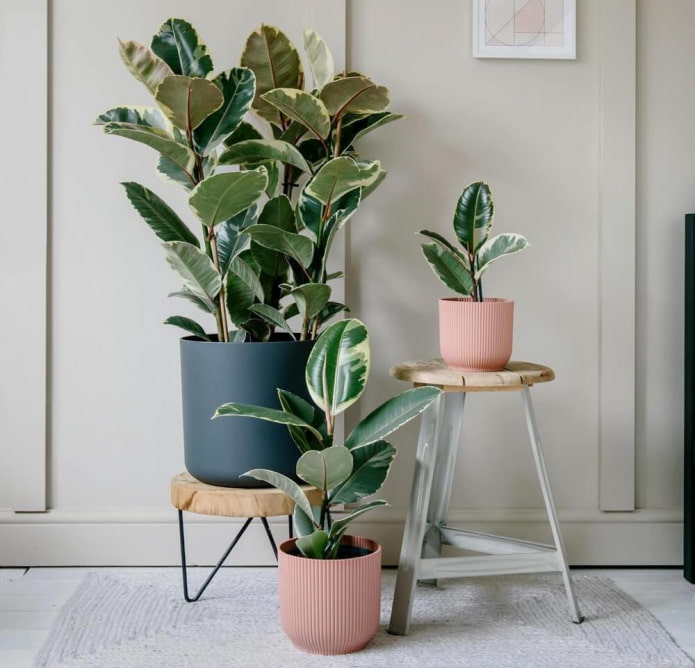 Ficus de folhas grandes no interior