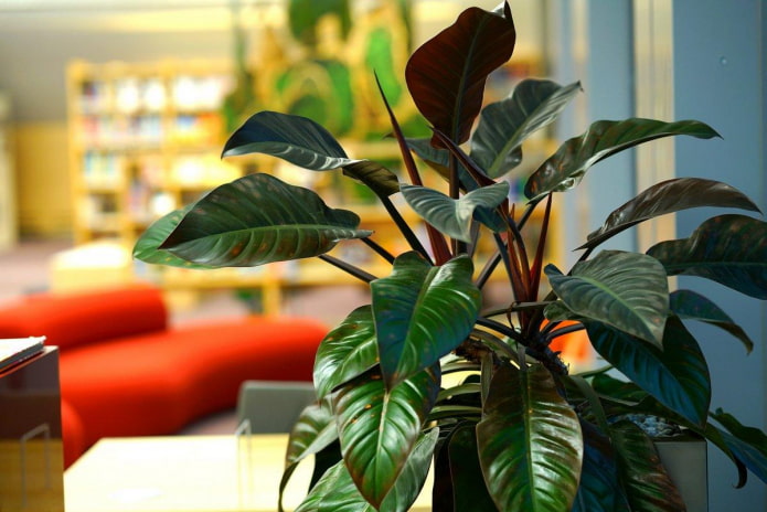 Planta ornamental de folhas grandes