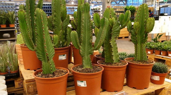 Euphorbia em Vaso em um Viveiro de Plantas