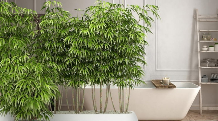 Bambu em vaso crescendo no banheiro