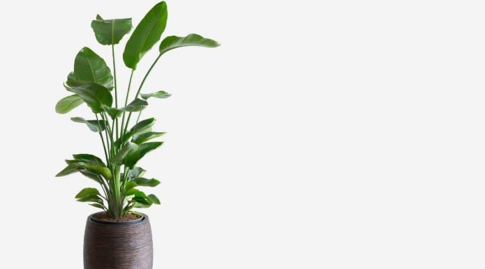 Planta de Strelitzia Alta em Vaso