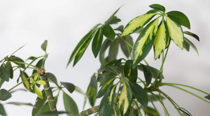 Schefflera arbórea bicolor