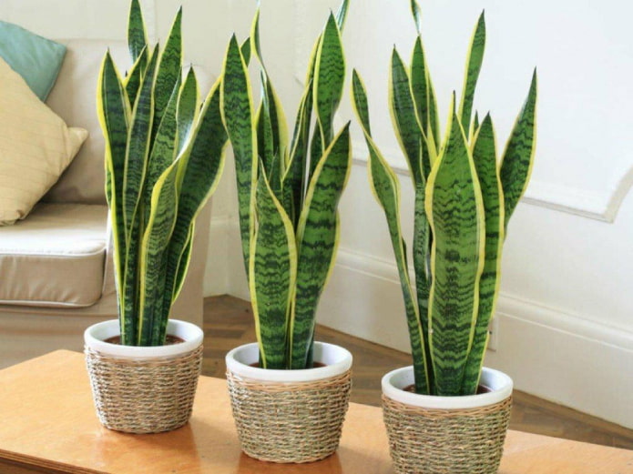 Sansevieria trifoliata no interior