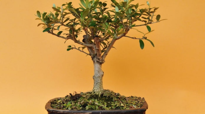 Oliveira europeia