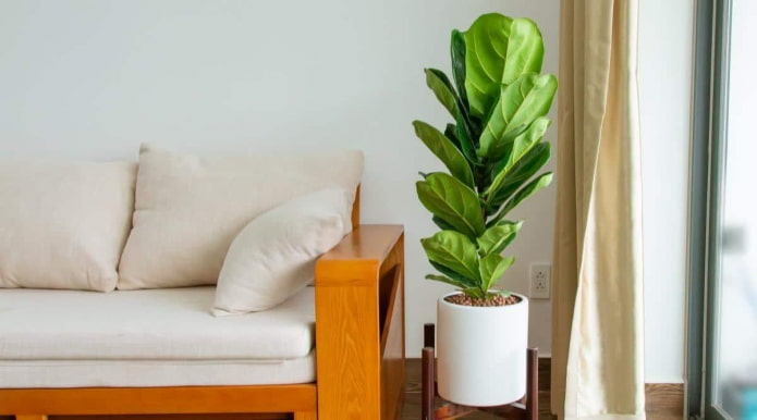 Ficus lyrata em um vaso branco