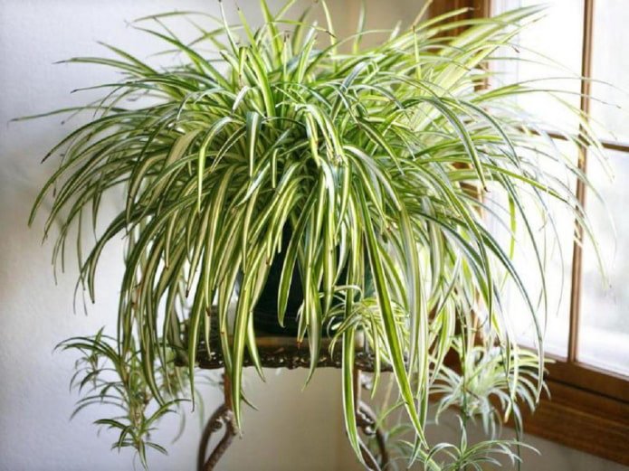 Chlorophytum no interior