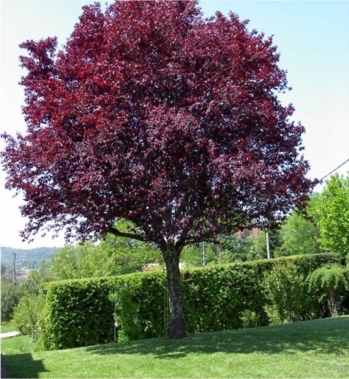 Cereja-de-pássaro com folhas vermelhas