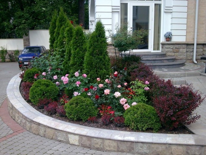 rosas com coníferas