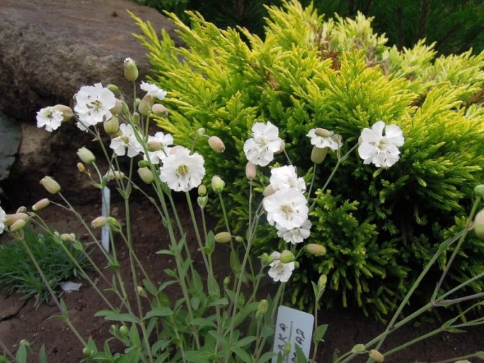 flores de camelo