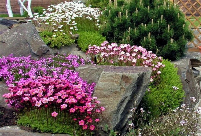 jardim de pedras com saxifrage