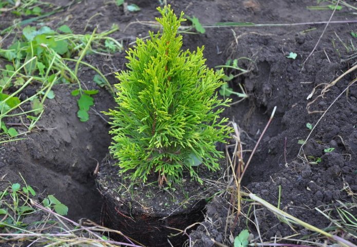 Plantio de thuja no outono