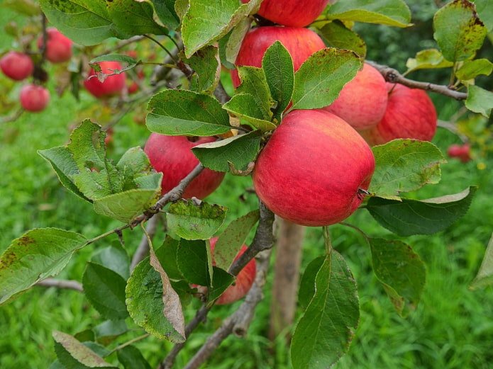 Macieira