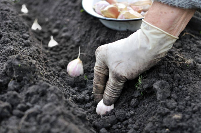 Plantando alho