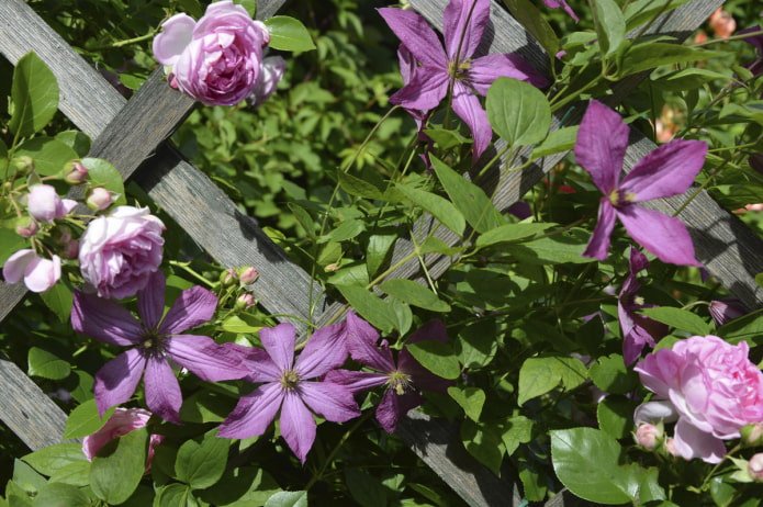 Clematis e Rosas