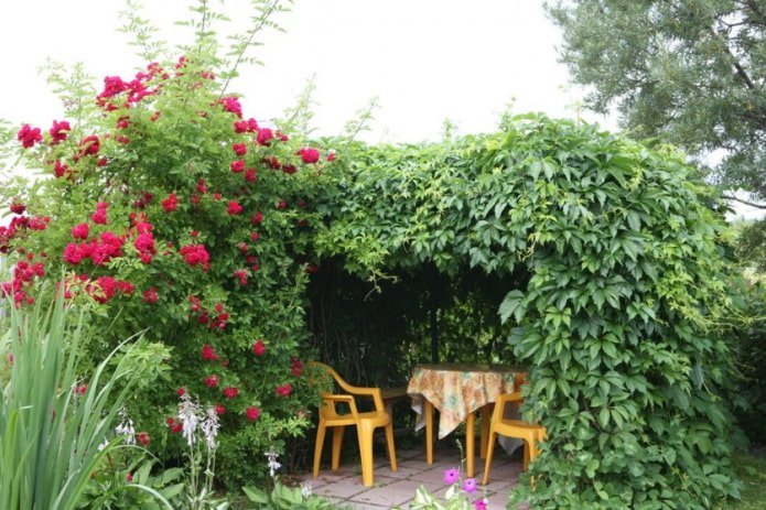 Rosa e uvas