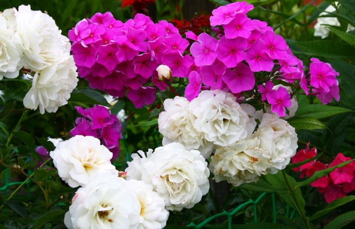 Phlox com rosas