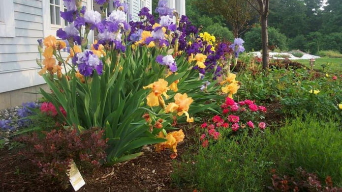 Canteiro de flores com íris