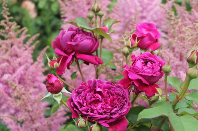 Rosa contra o fundo de astilbe