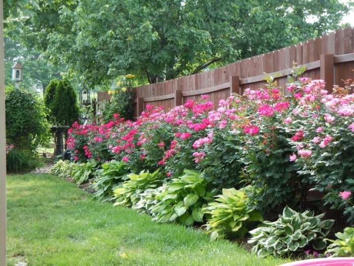 Rosa e hosta