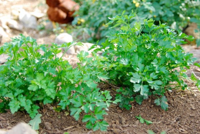 Salsa no jardim