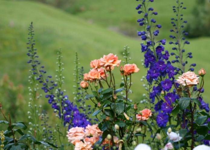 Delphinium and Rose