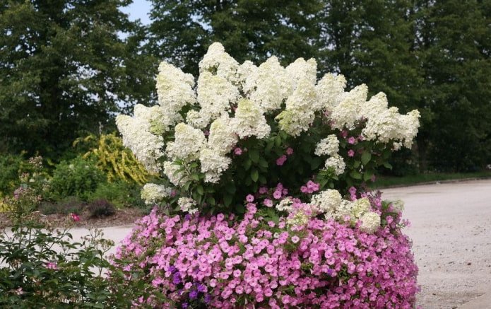 Hortênsia com petúnias