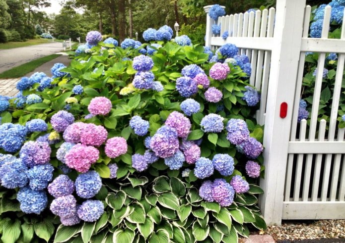 Hosta e hortênsia