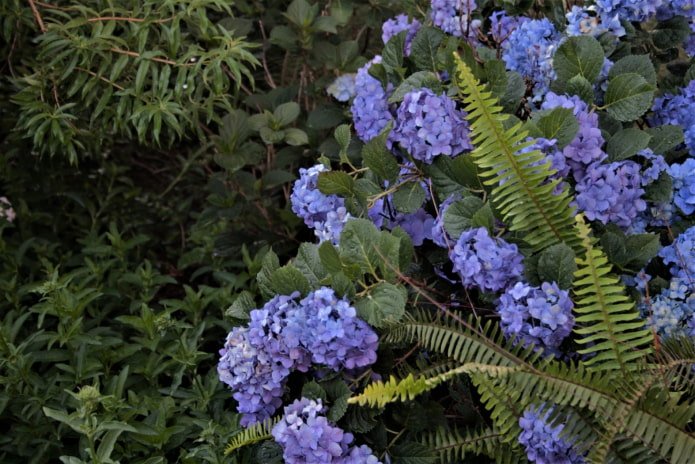 Hortênsia com samambaia