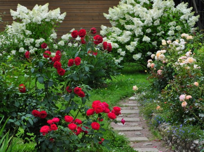 Rosas e hortênsias