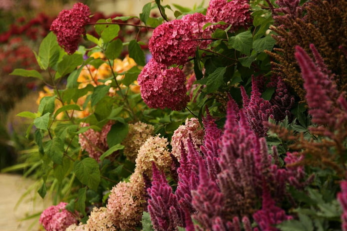 Astilbe e hortênsia