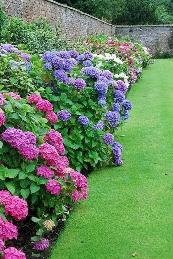 hortênsia colorida ao longo da cerca