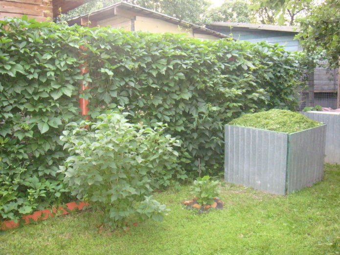 plantas trepadeiras no jardim