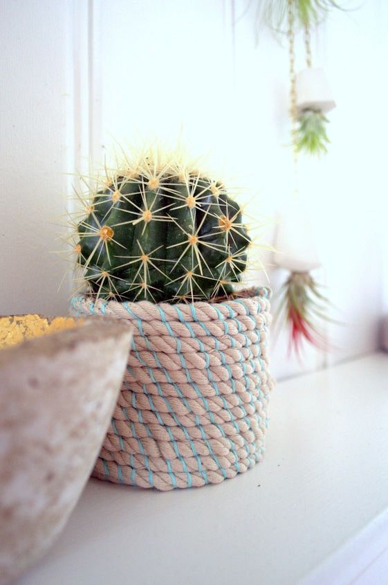 cacto em vaso