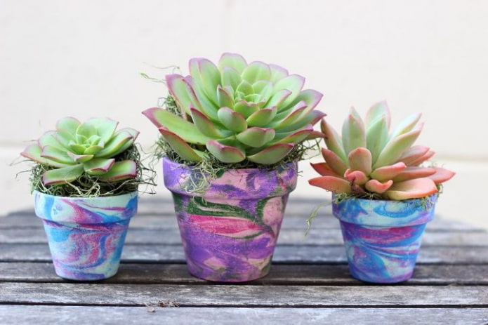 suculentas em vasos multicoloridos