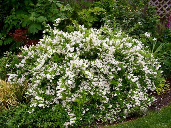 um arbusto com flores brancas