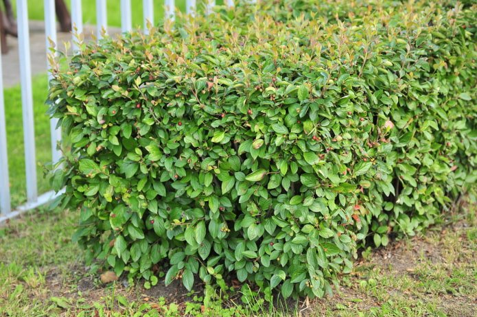 qual a aparência do cotoneaster