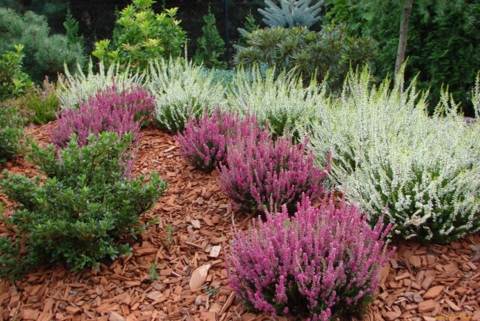 arbusto compacto para a dacha