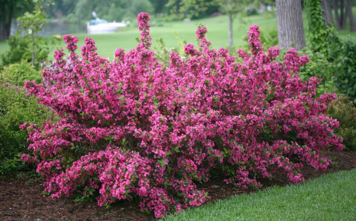 floração da weigela rosa