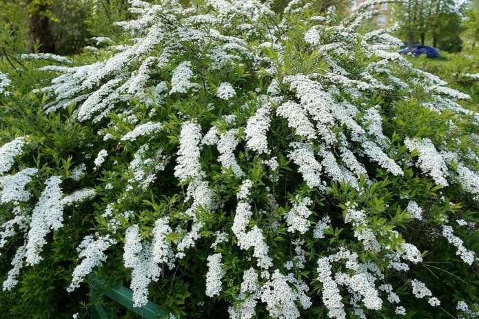 spirea branca florida