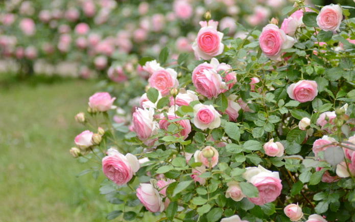 rosa arbustiva no jardim