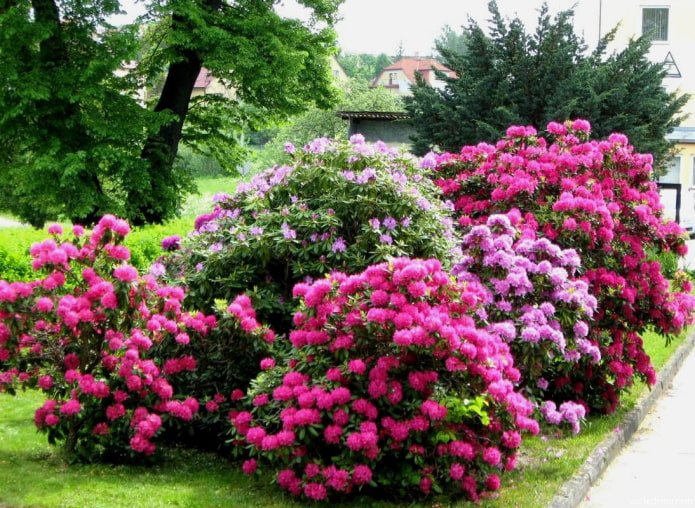 onde plantar um rododendro