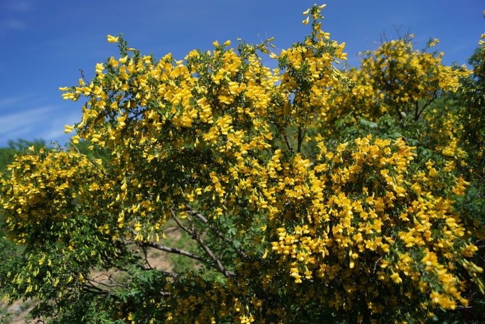 caragana florida