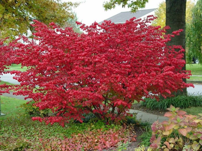 folhas de euonymus no outono